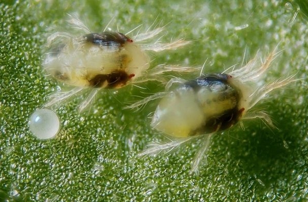  Para se livrar dos ácaros na primavera, as groselhas são pulverizadas com acaricidas.