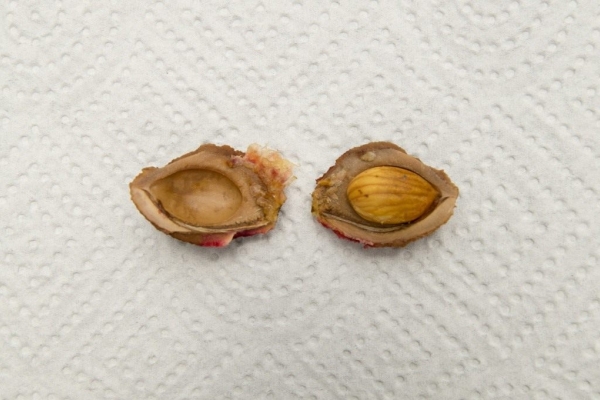  Die Samen entfernen und 2-3 Tage in warmes Wasser legen, um sie zu quellen. Gießen Sie die Samen nach dem Pflanzen aus und bedecken Sie die Töpfe mit Glas oder Plastikfolie