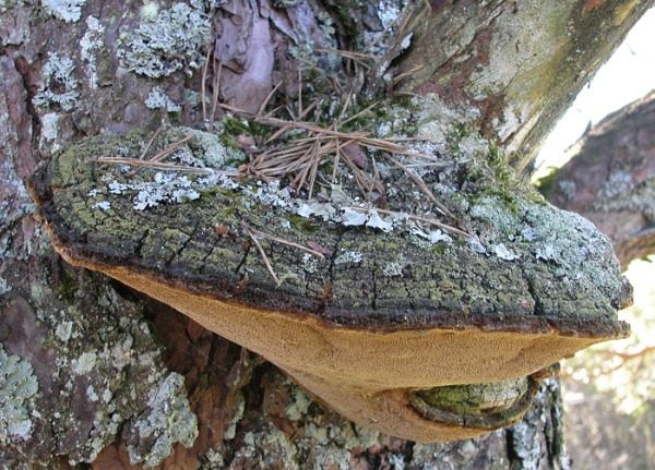  조류 체리의 바닥에있는 큰 버섯의 존재는 나무 뿌리의 갈색 썩음의 발전을 나타냅니다.