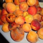  Frutos de damasco danificados por moniliose