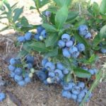  Duck's Early Tall Blueberries