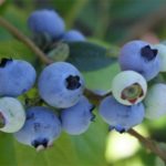  Früher hoher Blaubeer Sonnenaufgang