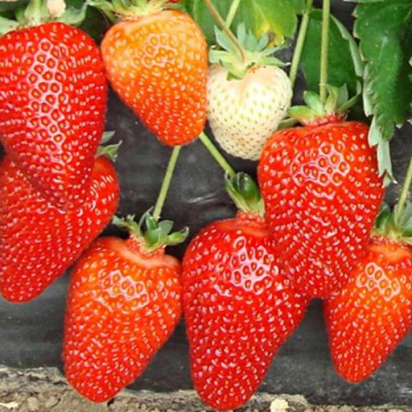  Überbleibende Erdbeeren Superfekshen