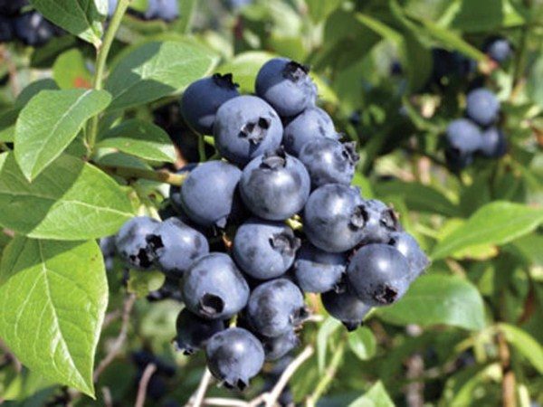  North Blueberry Blueberry