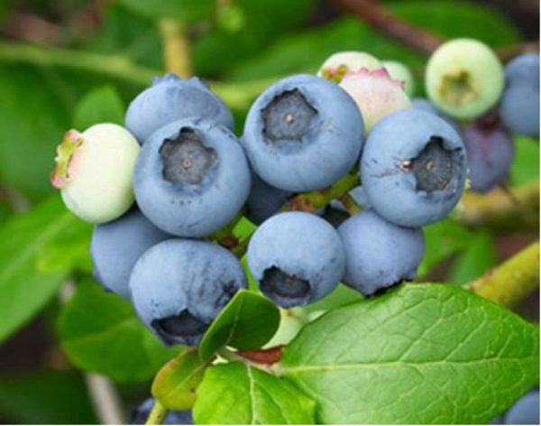  Northland Garden Blaubeeren