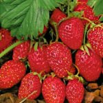  Gartenerdbeeren Baron Salemacher