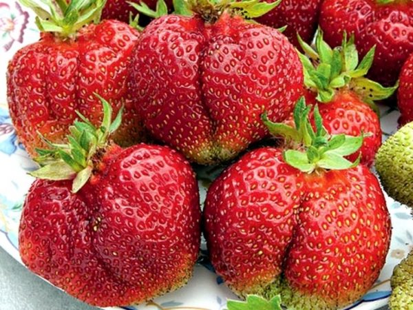  Fraises du jardin Wima Tarda