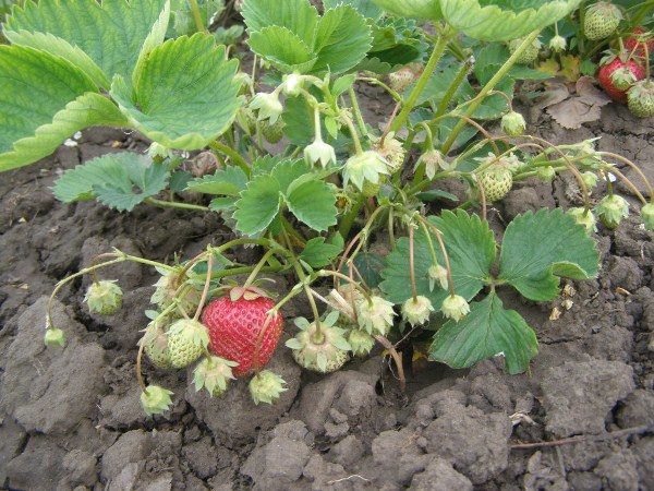  Bush-Erdbeere Zenga Zengana mit grünen und reifen Beeren