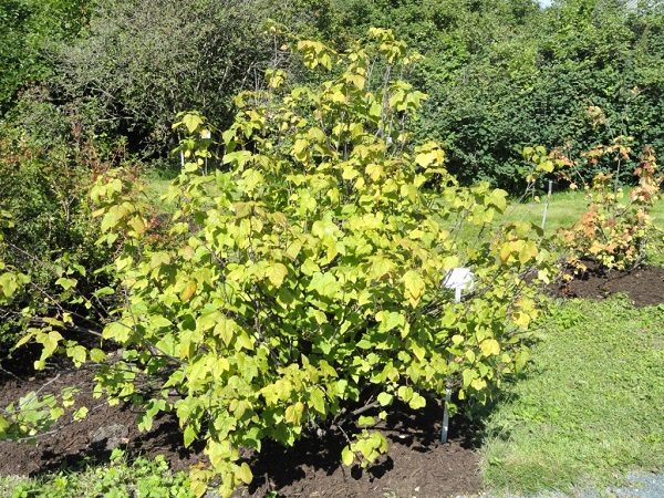  Currant bush