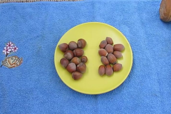  Avelã é uma planta selvagem, avelãs são variedades híbridas de alto rendimento de avelã