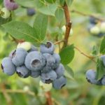  Mittlerer später Blaubeer-Putte