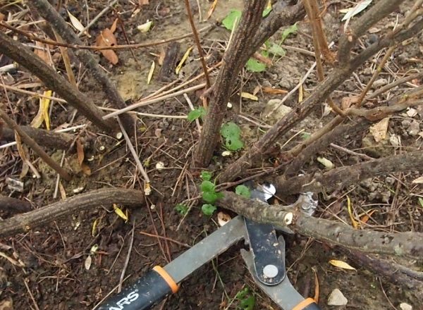  Hur man föryngrar den gamla busken av svarta och röda vinbär: beskärning av mål och genomgång