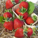  Jardin des fraises Darselect