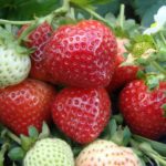  Fraises du jardin Evie 2