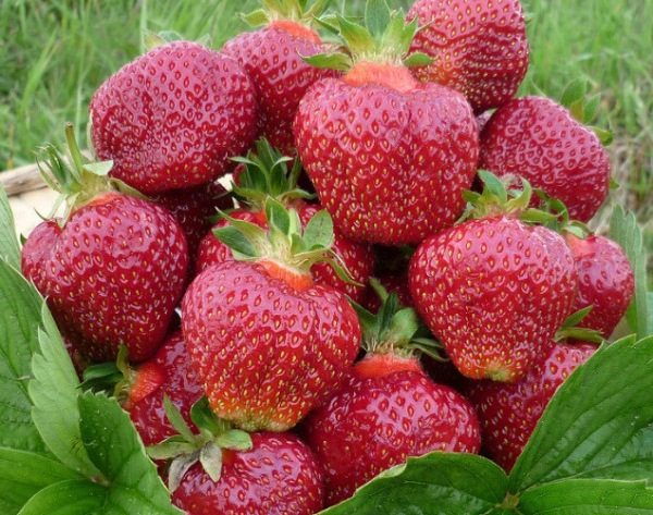  Fraise Jardin Miel