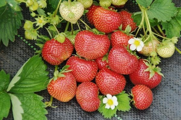  Sudarushka jardin de fraises