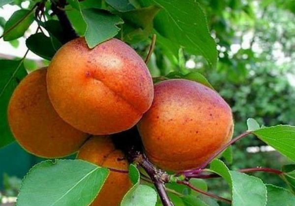  Früchte Aprikose Rotwangen
