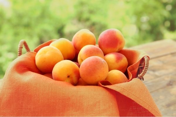  Fresh Apricot Triumph North