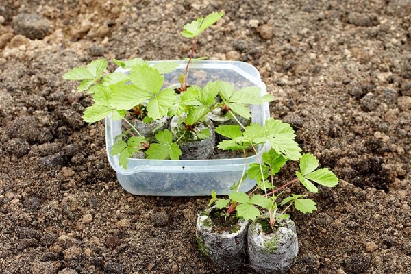  La plantation d’arbustes à baies en automne présente des avantages par rapport au printemps, mais présente également des inconvénients.