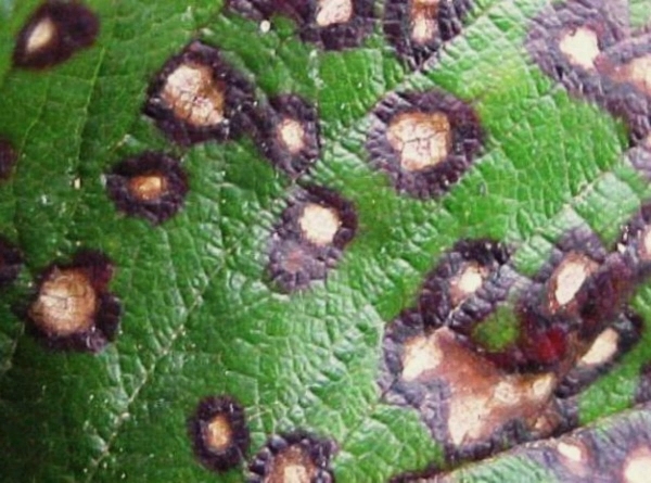  Septoria oder weißer Fleck beeinflusst Stachelbeerblätter und lässt sie herunterfallen.