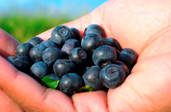  Reife, gerade gepflückte Blaubeeren auf der Handfläche