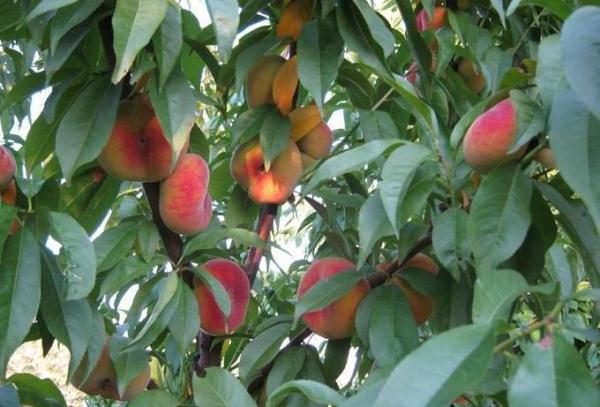  Fig persika - sol älskande träd