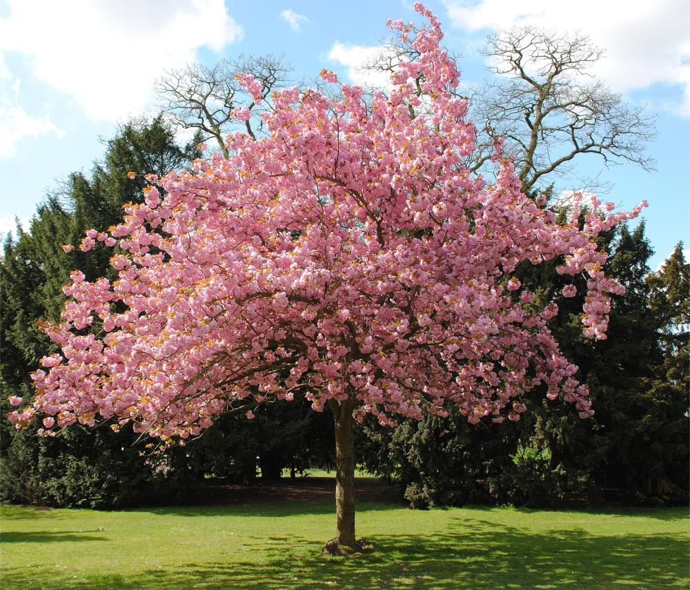  Prunus colorate