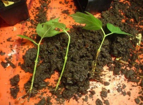  Viburnum Buldenezh की sprouted cuttings