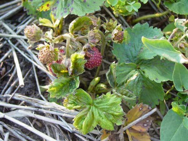  Anzeichen für eine Niederlage von Vim-Erdbeeren mit Erdbeermilbe