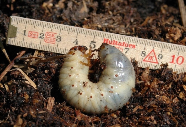  Bei Gartenerdbeeren ist der mächtigste Feind die Larve des Maybeetle, chemische Mittel gegen die Larven sind unwirksam.