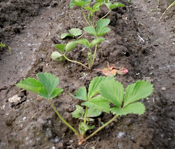  Les fraises peuvent être plantées à tout moment - à l'automne ou au printemps - le buisson prend racine et donne même des baies