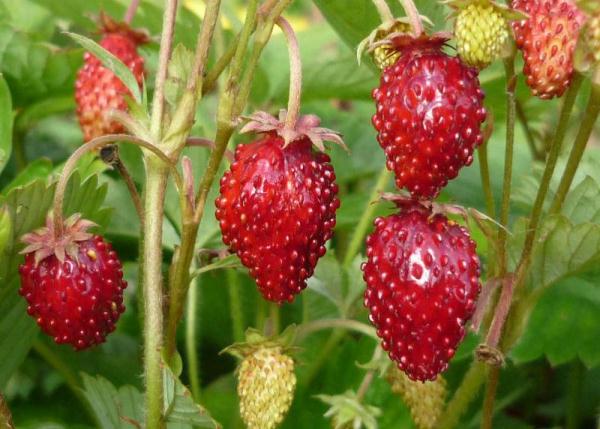  Rehabilitative Erdbeeren