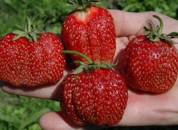  Festival-Erdbeeren