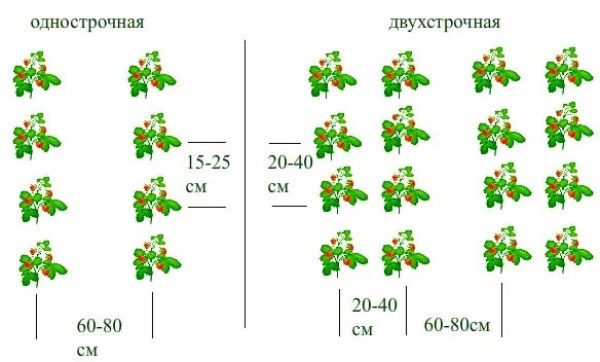  Schema der Anpflanzung von Erdbeersorten Festival einreihige und zweireihige Methode