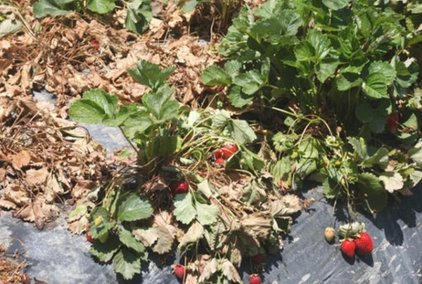  Fusarium verwelkte Erdbeeren