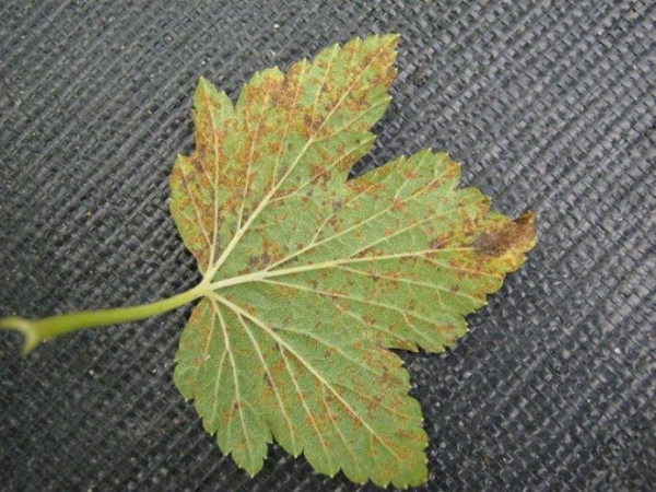  Pillar rust appears on gooseberries due to its proximity to coniferous trees.