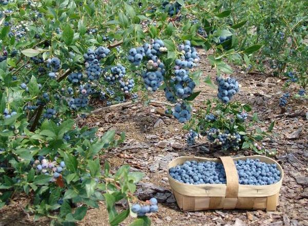  Wachsende Gartenblaubeeren