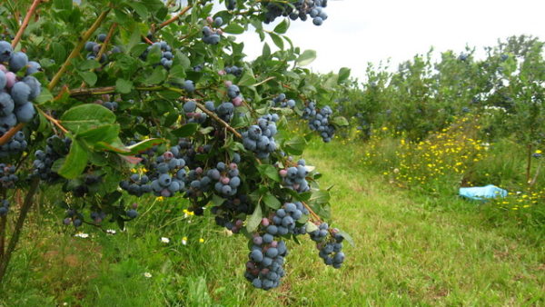  Blaubeerbeeren auf einem Busch