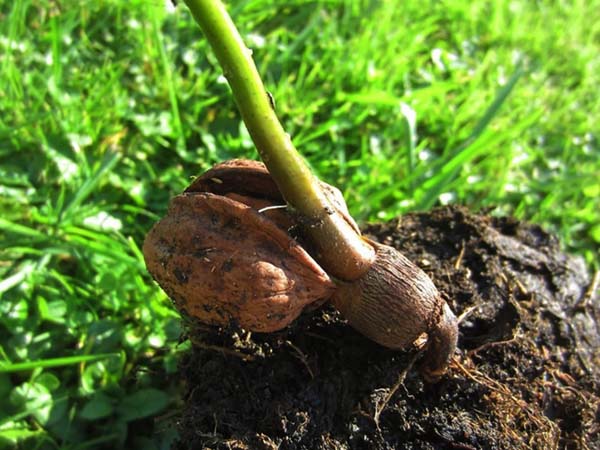  Η κύρια μέθοδος απόκτησης φυτωρίων - καλλιέργεια από σπόρους