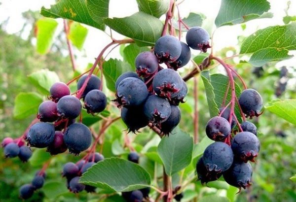  캐나다 shadberry의 익은 수분이 많은 열매