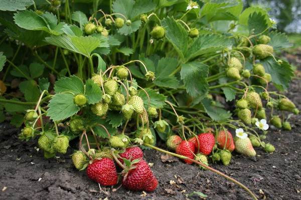  Büsche von Erdbeeren mit grünen und gereiften Beeren