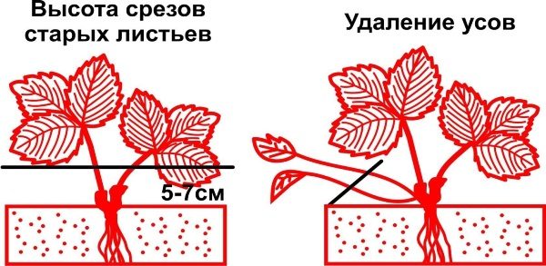  Das Schema des Abschneidens der alten Blätter von Gartenerdbeeren und Schnurrbart