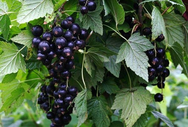  Fructe de coacăze negre