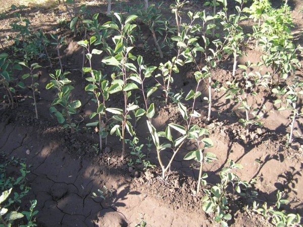  बीज से प्राप्त irgi के युवा saplings