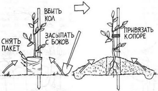  Şeftali Ağacı Dikim Modeli