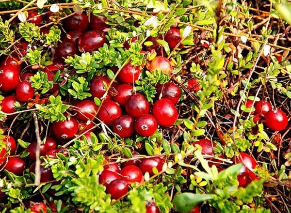  Nutzen für die Gesundheit und Schaden, vorteilhafte Eigenschaften und Kontraindikationen von Cranberries, Rezepte der traditionellen Medizin