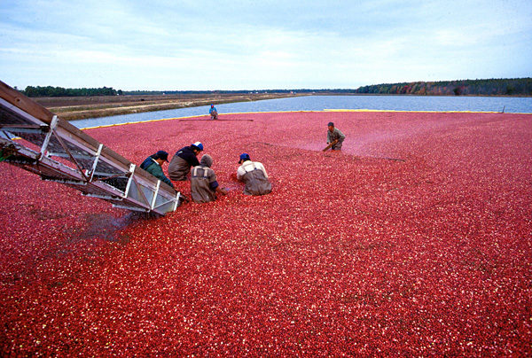  Mechanisierte Ernte von Cranberries auf einer Industrieplantage