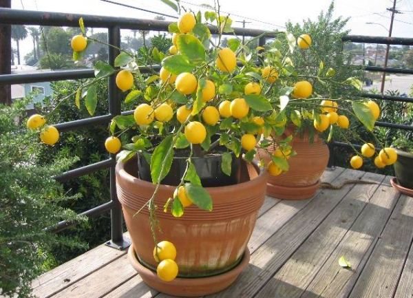  Utkast och temperaturfall påverkar Meyers citron.