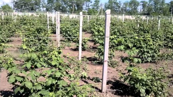  Treliça de faixa única na plantação de Blackberry