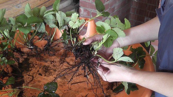  La reproduction des fraises avec des cornes